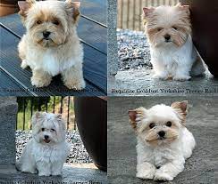 Posted march 28, 2013 by marianne cook. Biewer Yorkshire Puppies For Sale Golddust Yorkshire Puppies Biewer Puppy Breeder Yorkshire Terrier Puppies Yorkshire Terrier Teacup Yorkshire Terrier Dog