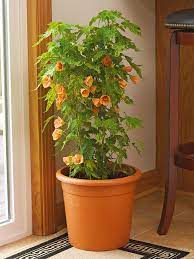 Dazzling color on a compact, easy silhouette why flame amur maple trees? 22 Beautiful Blooming Houseplants Better Homes Gardens
