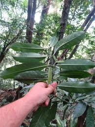 Image result for Craterispermum