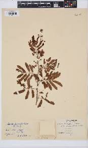 Image result for Acacia brevispica