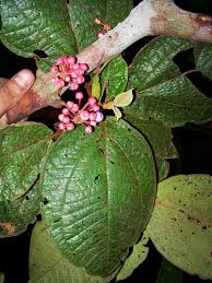 Image result for Bellucia