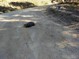 Image result for dead wombat