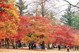 Musim luruh pon sangat cantik terutamanya hujung oktober. Melancong Ke Korea Posts Facebook
