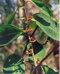 Image result for Erythroxylaceae