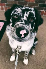 Dogs Puppies Cute Baby Animals Dog People
