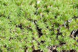 Image result for Urochloa subulifolia