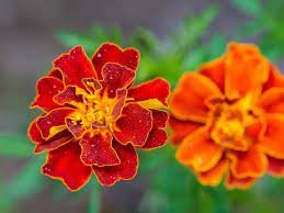 Deer are herbivores, that is, they eat plants. 24 Deer Resistant Plants Hgtv