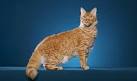 LaPerm Cat Introduction 101 - Hypoallergenic Cats
