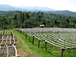The state of southern nations, nationalities and peoples' comprises 10% of the total area of the country, that is about snnpr. Korate Mill Sidama Zone Snnpr Region Sidamo Korate In S Flickr