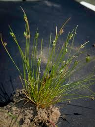 Image result for Isolepis