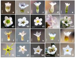 Image result for Heliotropium zeylanicum