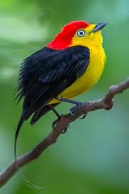 Bird On A Wire Movie Review Pin On Birds Awesome