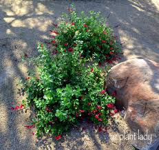 Autumn sage (or, the latin, salvia greggii) is also known as texas sage. Favorite Fall Plant Autumn Sage Birds And Blooms