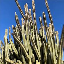 Image result for Lophocereus