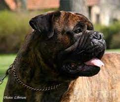 Bullmastiff Photos Pictures Bullmastiffs Bull Mastiff Bull Mastiff Dogs Mastiff Dogs