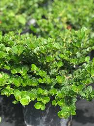 Image result for Carissa