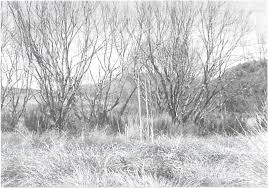 Image result for Anthospermum usambarense