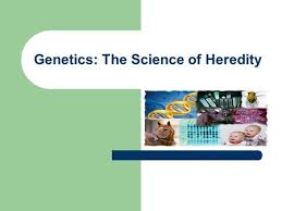 Genetics vocabulary crossword puzzle answer key. Science And Fiction Genetics Ppt Download