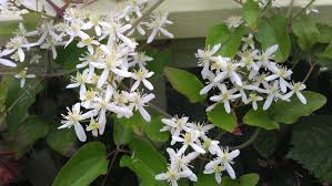 We did not find results for: Sweet Autumn Clematis Clematis In Seattle