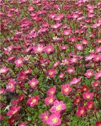 Saxifrage Achat Vente Vivace Passe Pierre Perce Pierre Saxifragacees