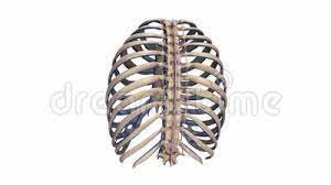 Rippen Mit Den Nerven Stock Video Video Von Organ Rahmen 88196821