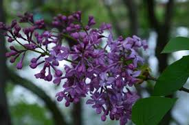 Cer senin, cativa nori josi, nori inalti. Cum Va Fi Vremea PanÄƒ In Luna Mai 2018 Prognoza Meteo A PrimÄƒverii PublicatÄƒ De Anm Ziarul Unirea