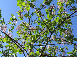 Paulównia elongata) — вид растений рода павловния (paulownia) семейства павловниевые (paulowniaceae). Pavlovniya Kak Vyrastit Iz Semyan Rybolovnyj Karavan