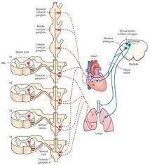 Autonomic Innervation Of The Heart And Lungs See Text For Details Red Sympathetic Ne Autonomic Nervous System Medical School Stuff Medical School Studying