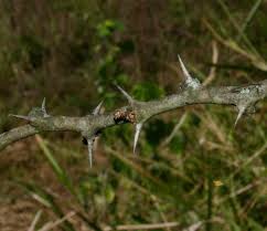 Image result for Faidherbia albida