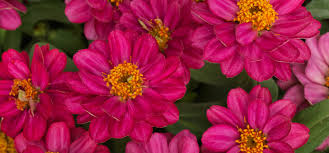 Zinnias require a lot of sun to thrive. Culture Report Zinnia Profusion Series Greenhouse Product News