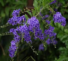 Image result for Duranta erecta