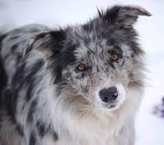 Blue Merle Border Collie Collie Puppies For Sale Collie Puppies Border Collie