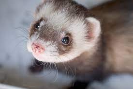 You should not seek vet advice on reddit. Avian And Exotic Veterinary Care Portland Or Rabbits Rodents And Ferrets