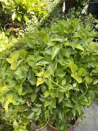 Image result for Tiliacora