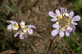 Image result for Melanospermum