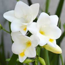 Image result for Freesia grandiflora