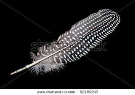 Black And White Spotted Bird Feather Stock Photo Spotted Black And White Feather On A Black Background White Feathers Black And White Black Backgrounds