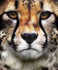 Pin By Christian Georgiou On Animal Kingdom Wild Animal Park Animals Wild Cats
