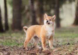 Shiba inu, an ethereum based dogecoin ripoff, has been listed in two important cryptocurrency exchanges today, binance and ftx, after the price skyrocketed more than 1500% during last week. Shiba Inu Price Range How Much Does A Shiba Inu Puppy Cost