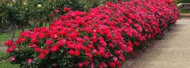 How to trim knockout roses: Understanding Knockout Roses Beautiful Blooms Llc Blog