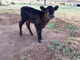 images?q=tbn:ANd9GcTo1-E5EiuopOILfG4VCge