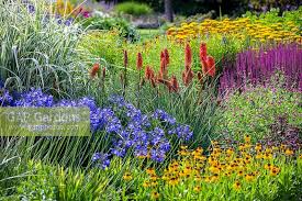 Image result for Agapanthus campanulatus