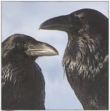 Black Bird With Spiky Hair Ravens Pet Birds Black Bird Crows Ravens