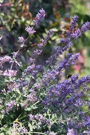 Alba Rosa Artisan Soaps And More Calming Catmint Lemon Balm Tea Herbs Herbs For Health Lemon Balm Tea
