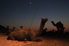 Camel fair of pushkar is one of the largest camel. The World S Largest Camel Fair Is Seeing Its Last Days Asian Geographic Magazines