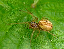 Image result for Pycnostachys orthodonta