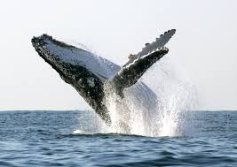 Humpback whales migrate toward the temperate and cold waters for feeding and toward the warm, tropical water. Humpback Whale Launches Out Of Alaska Water Lands Right Next To Whale Watching Boat