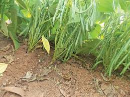 Take care to rotate bean crops each year. Preparation And Planting Of Green Beans Farmer S Weekly