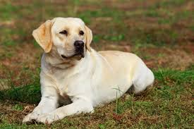 Image result for labrador retrívr