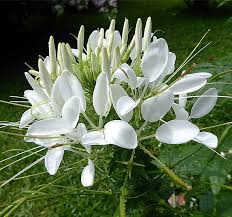 Image result for Cleome spinosa
